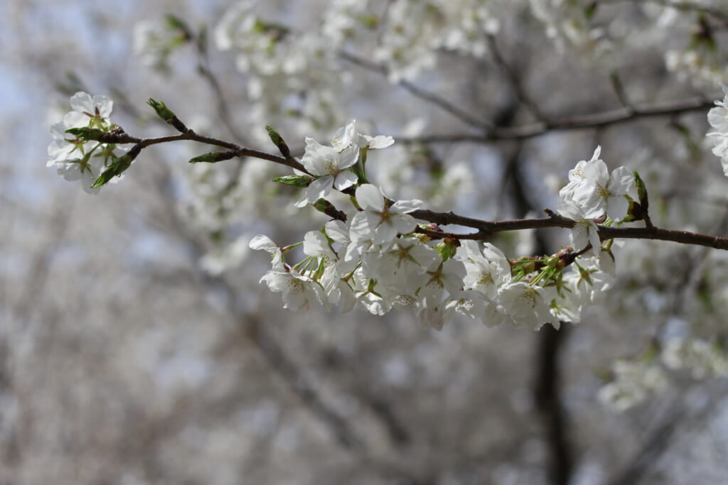 和光樹林公園　桜の枝