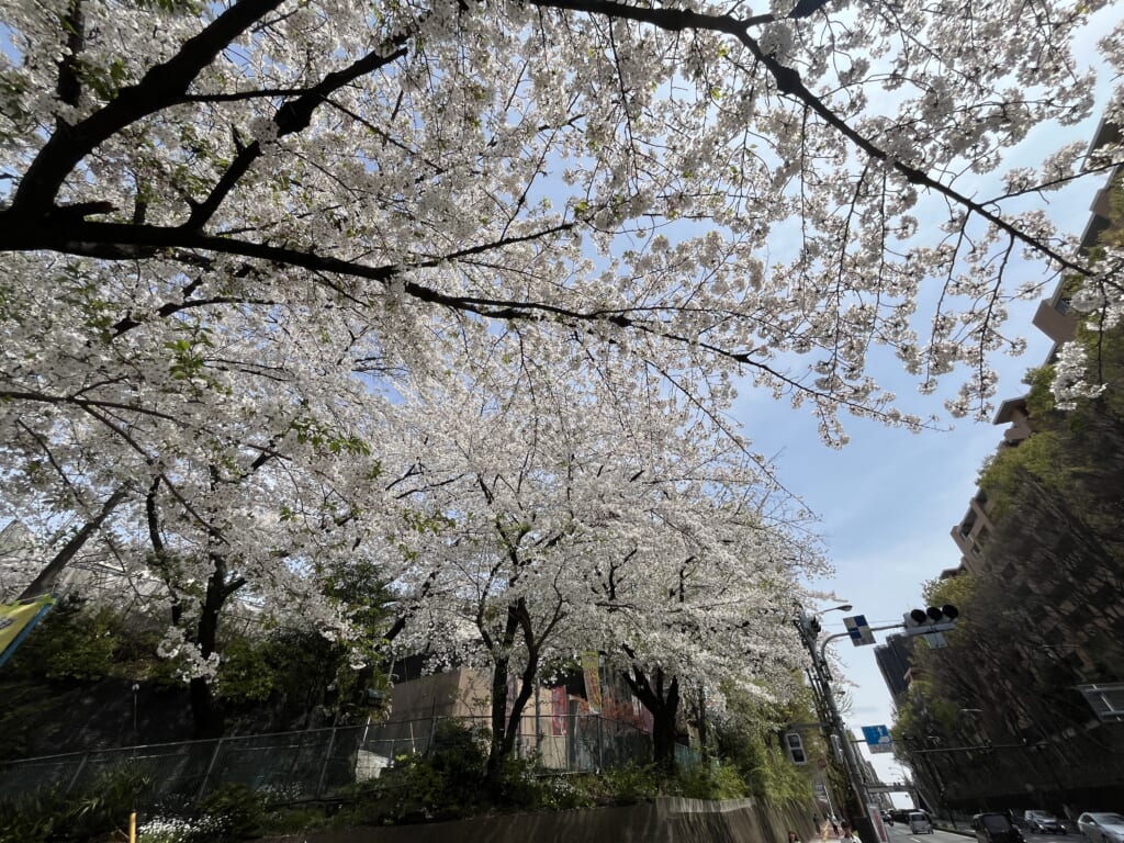 川越街道の桜　見上げ