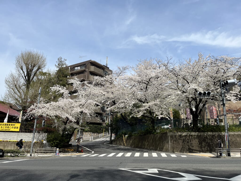川越街道の桜