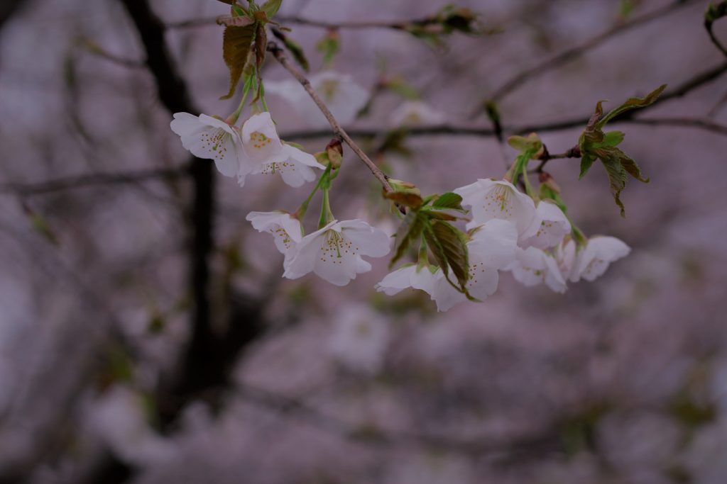 玉川上水の桜並木　2022年3月当社撮影。