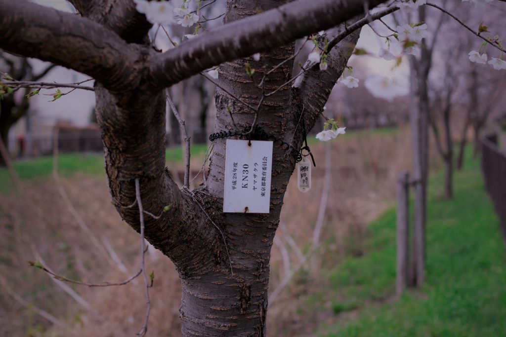 玉川上水の桜の木　2022年3月当社撮影。