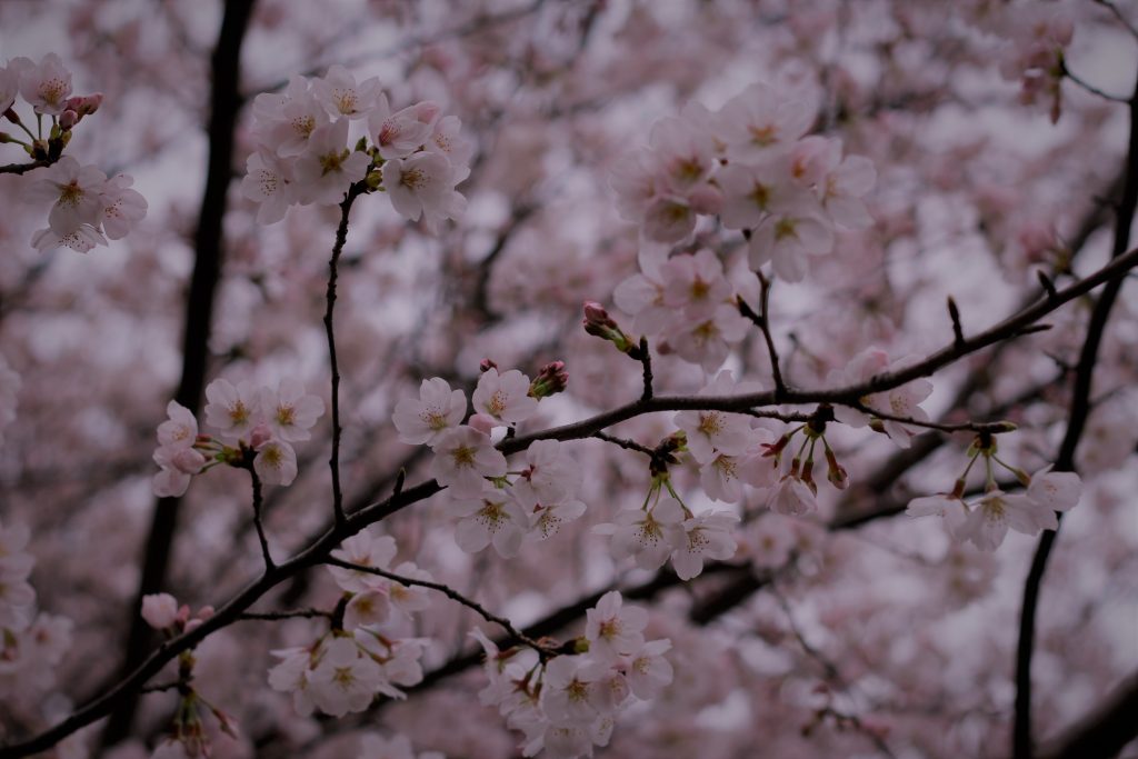 玉川上水の桜　2022年3月当社撮影。