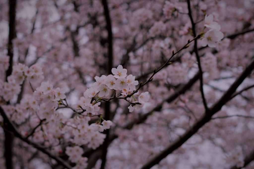 玉川上水の桜　2022年3月当社撮影。